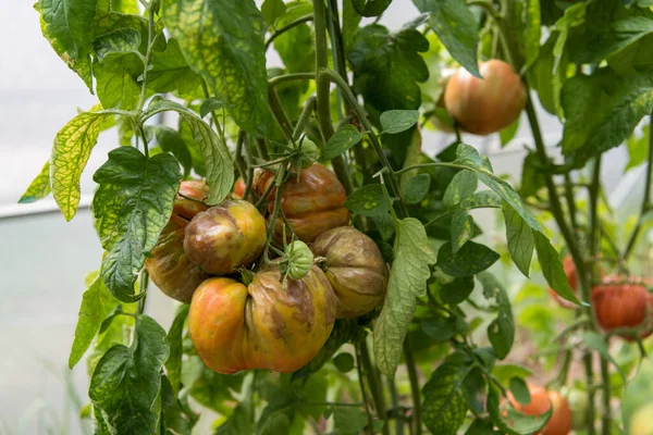 腐烂成熟的西红柿 一堆受损的水果 — 图库照片