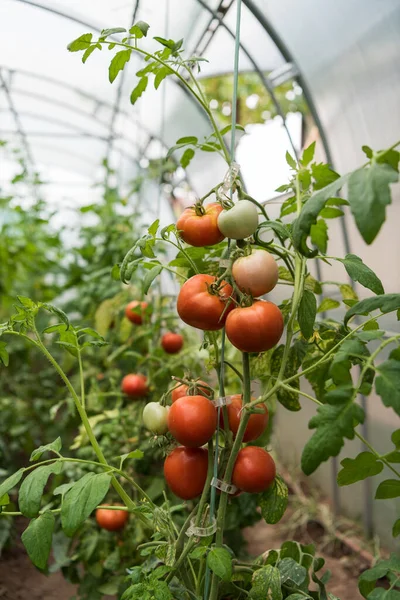 番茄植物 在温室里有成熟的绿色果实 — 图库照片