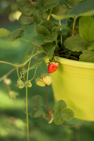 园中挂满草莓的盆栽 水果和花卉 — 图库照片