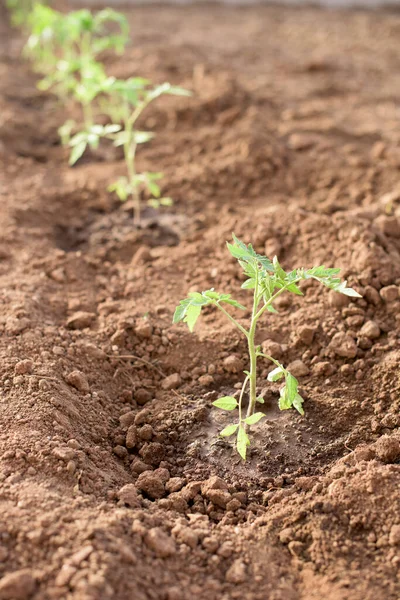 Planta Tomate Recém Plantada Uma Horta Primavera — Fotografia de Stock