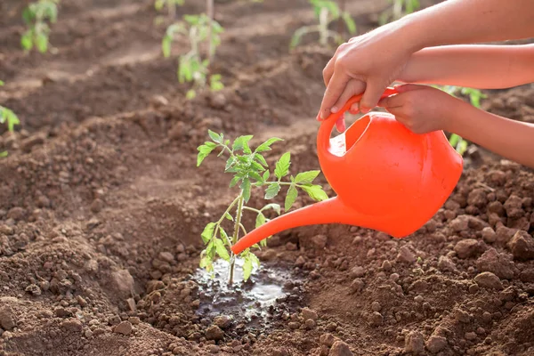 Água Mãe Criança Planta Tomate Recém Plantada Uma Horta Primavera — Fotografia de Stock