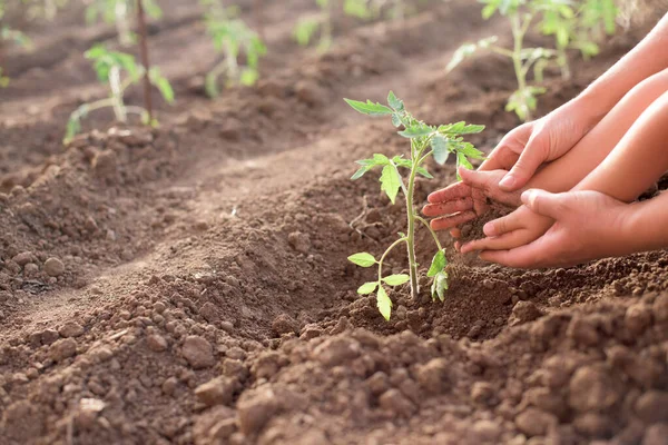 Mãe Criança Trabalhando Jardim Planta Tomate Recém Plantada Uma Horta — Fotografia de Stock