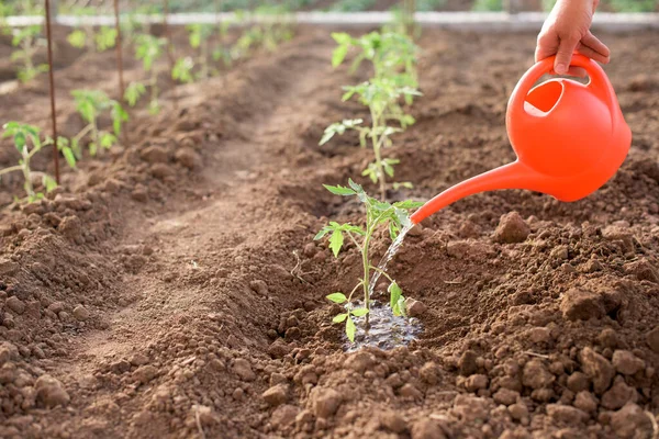 Trabalhador Woteringewly Plantada Planta Tomate Uma Horta Primavera — Fotografia de Stock