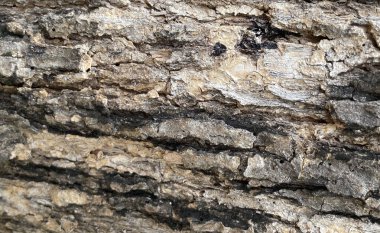 Görünür tahıl ve yıpranmış doku ile eski ahşap bir yüzey ayrıntılı görünümü.