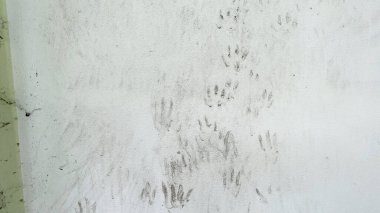 Minimalist cazibe: Küçük kedi ayak izleri boş bir duvarda geziniyor. 