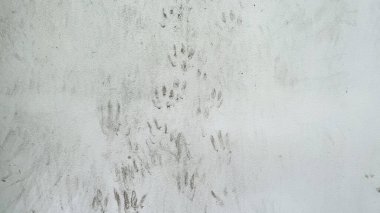 Minimalist cazibe: Küçük kedi ayak izleri boş bir duvarda geziniyor. 