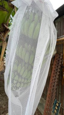 Tropik bir çiftlikten toplanmış taze olgunlaşmamış muz.