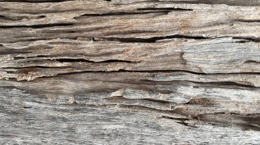 Görünür tahıl ve yıpranmış doku ile eski ahşap bir yüzey ayrıntılı görünümü.