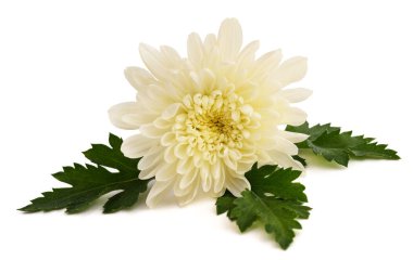 Beyaz arkaplanda izole edilmiş beyaz chrysanth çiçeği