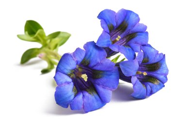 Gentiana çiçekleri (Gentiana acaulis) beyaz üzerine izole edilmiş
