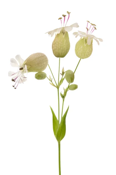 Bladder Campion Flowers Isolated White — Stock Photo, Image