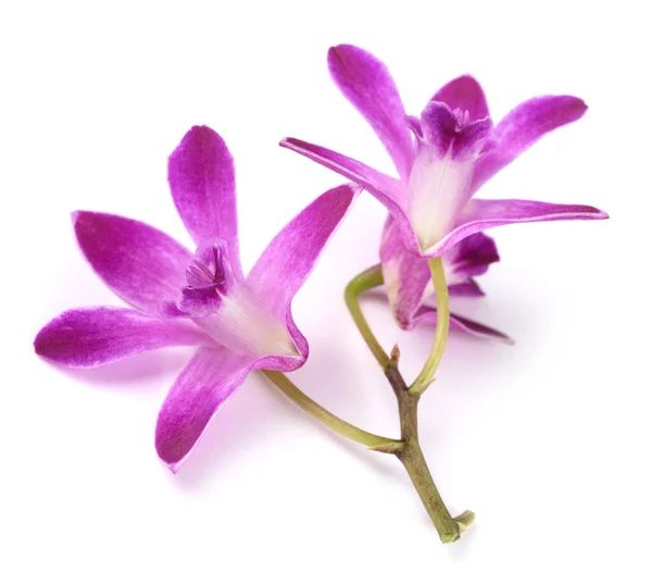 Pink Rock Orchid Isolated White Background — Stock Photo, Image