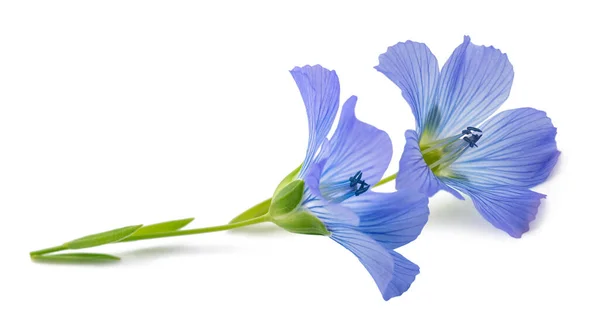 Niebieski Len Kwiaty Izolowane Białym — Zdjęcie stockowe