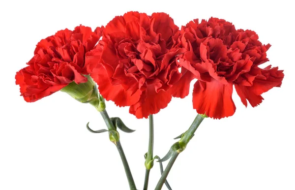 Rode Anjers Bloemen Geïsoleerd Witte Achtergrond — Stockfoto