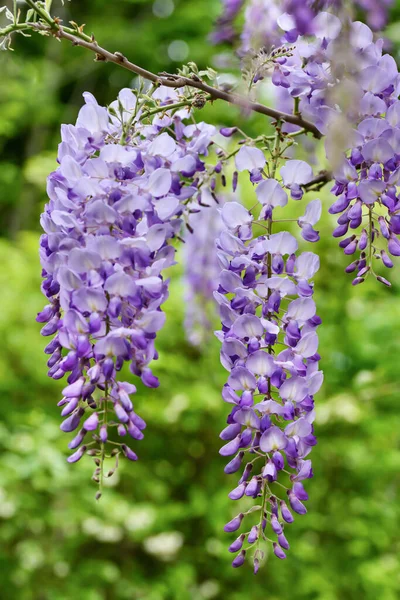 Flores Colgantes Glicina Primavera —  Fotos de Stock