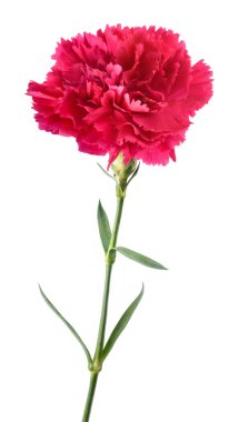 Beyaz arkaplanda izole edilmiş pembe karanfil çiçeği