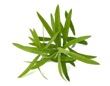 Tarragon (Artemisia dracunculus) beyaz arkaplanda izole edildi