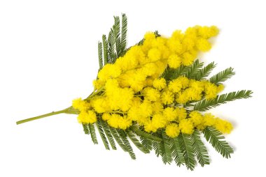 Beyaz arka plan üzerinde izole Mimoza (Gümüş wattle) Şubesi.