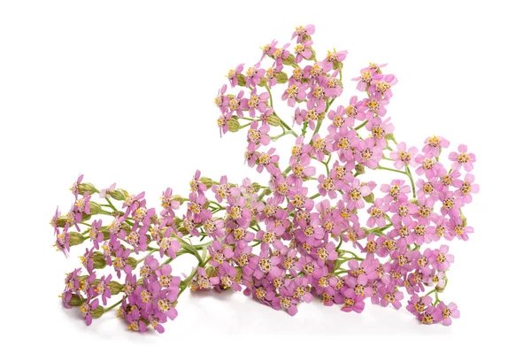 Pink Yarrow Flowers Isolated White Background — Stock Photo, Image