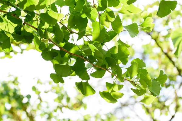 Ginkgo Biloba Branch Leaves Blurred Background — Stock Photo, Image