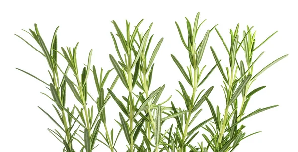 Fehér Alapon Izolált Rozmaringnövények — Stock Fotó