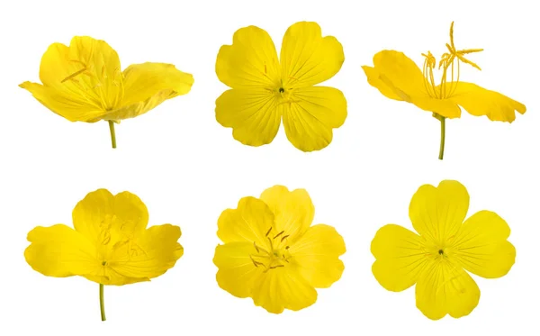 stock image Set of yellow evening primroses isolated on white