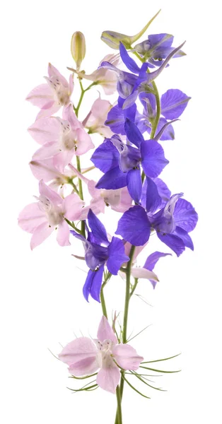 Квіти Ларкспіра Ізольовані Білому Тлі — стокове фото
