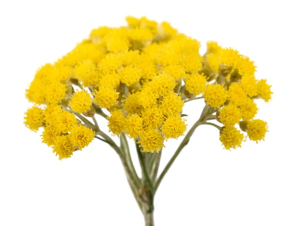 Helichrysum Blommor Isolerad Vit Bakgrund — Stockfoto