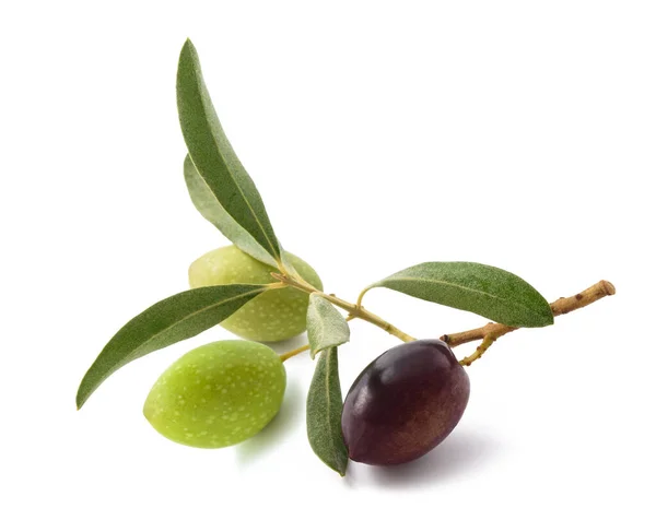 Sprig Fresh Olive Isolated White Background — Stock Photo, Image