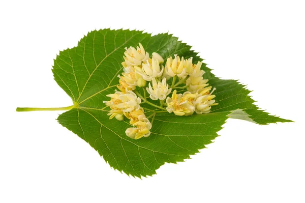 Lindenblatt Mit Blüten Isoliert Auf Weiß — Stockfoto