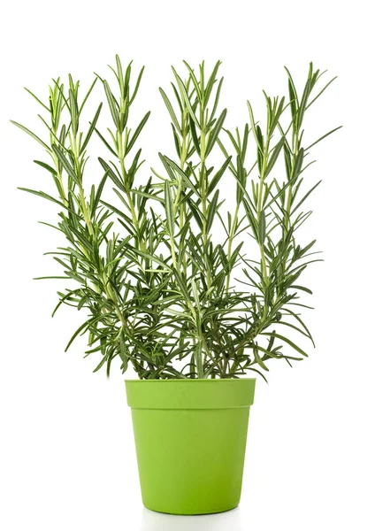 Rosemary Plant Vase Isolated White Background — Stock Photo, Image