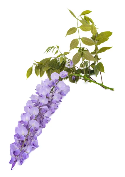 Glyzinien Blumen Isoliert Auf Weißem Hintergrund — Stockfoto