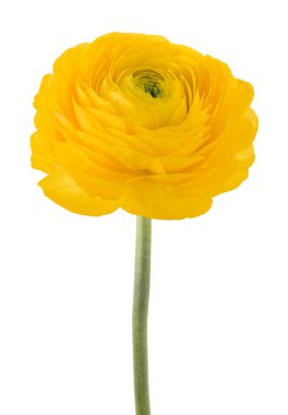 Beyaz arkaplanda izole edilmiş düğün çiçeği