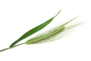 Beyaz arka plan üzerinde izole arpa kulaklar