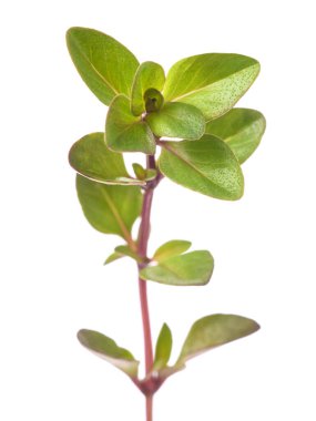 Beyaz arkaplanda izole edilmiş taze yabani kekik