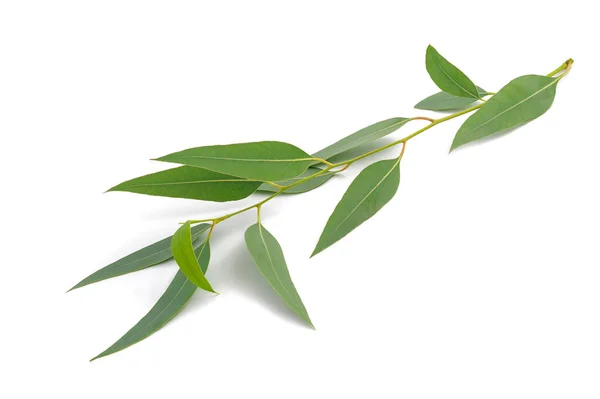 Eucalyptus Gren Isolerad Vit Bakgrund — Stockfoto