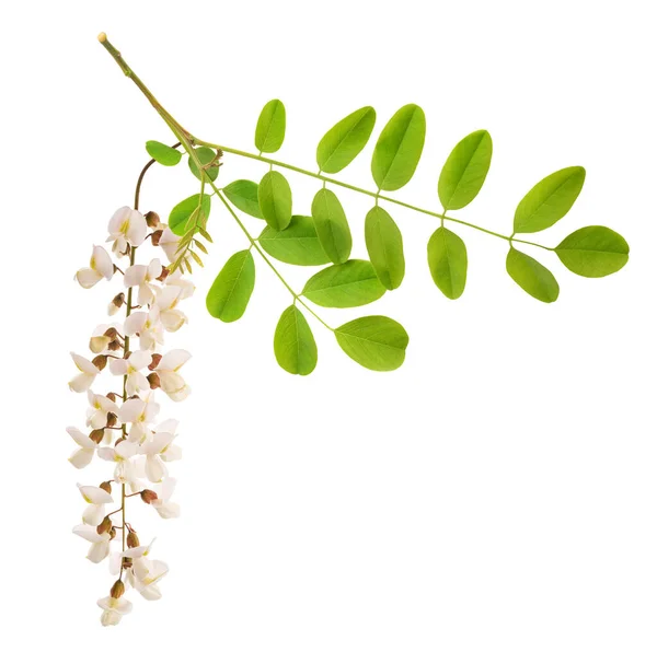 Black Locust Branch Flowers Isolated White Background — Stock Photo, Image
