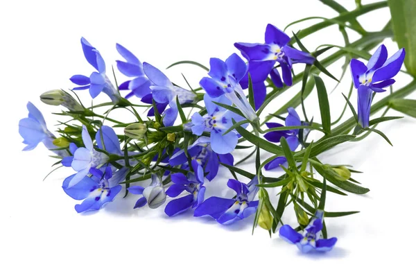白い背景に孤立した青いロベリアの花 — ストック写真