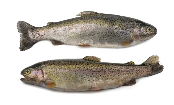Two Freshly Caught Trouts Isolated White Background — Stock Photo, Image