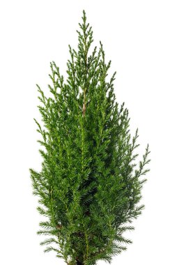 Ardıç bitkisi beyaz arkaplanda izole edildi