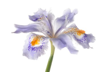 Iris japonica flower head isolated on white background