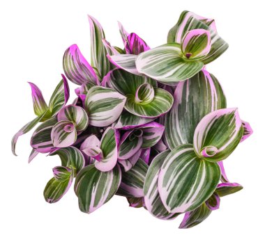 Tradescantia Nanouk bitkisi beyaz arka planda izole edilmiş.