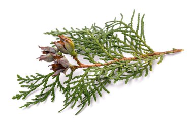 Beyaz külahlı Çinli bir katil.