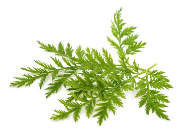 Artemisia annua bitkisi beyaz arkaplanda izole edildi