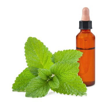 lemon Balm with  essence bottle  isolated on white background