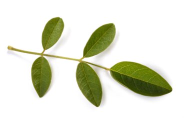 Licorice sprig with leaves isolated on white background