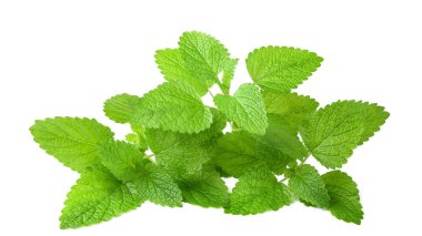 Taze Melisa demet izole üzerinde beyaz arka plan