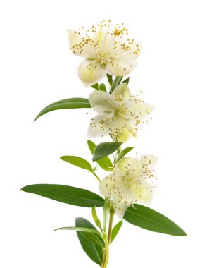 Common myrtle branch with flowers isolated on white clipart