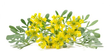 Zarafet bitkisi, beyaza saklanmış çiçekler.