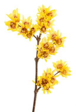 Beyaz arka planda izole edilmiş Wintersweet veya Chimonanthus çiçekleri